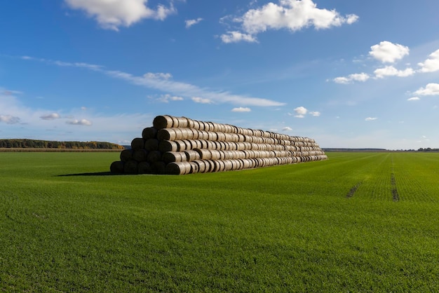 An agricultural field where wheat crops are harvested and straw stacks are stored