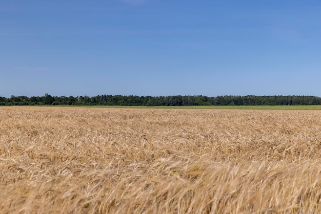 An agricultural field where wheat is grown which is necessary for making bread a field with cereals during cultivation