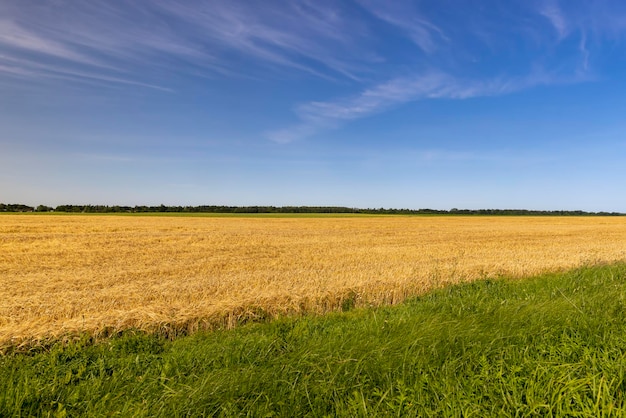 An agricultural field where wheat is grown