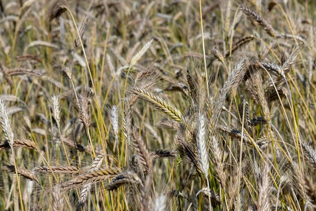 An agricultural field where wheat is grown