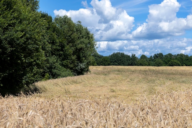 An agricultural field where wheat is grown