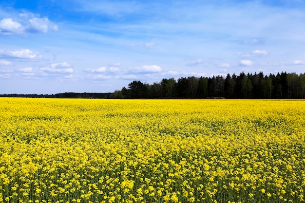 The agricultural field, which blooms yellow canola.