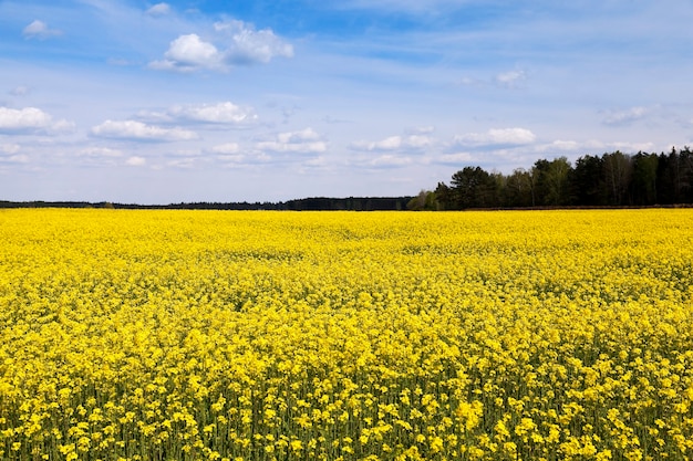 An agricultural field, which blooms yellow canola.