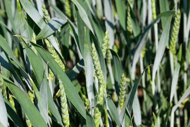 An agricultural field on which cereal plants are grown