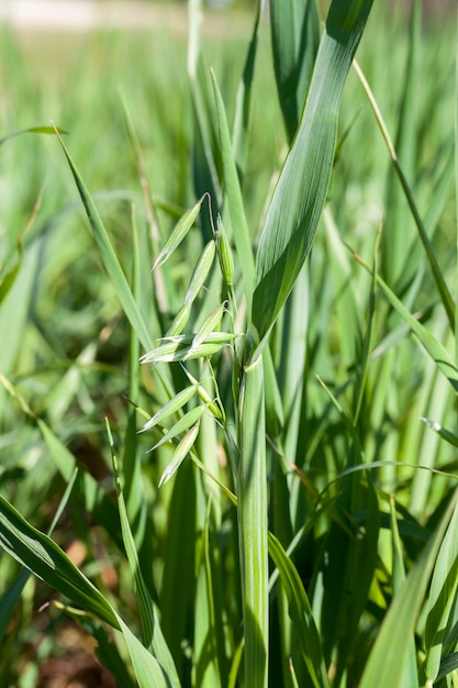 Agricultural field on which grow immature cereals, oats