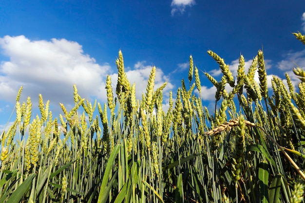 Agricultural field on which grow immature cereals, wheat.