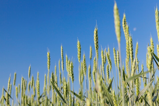 Agricultural field on which grow immature young cereals, wheat. Blue sky in the background