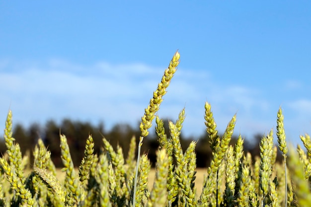 Agricultural field on which grow immature young cereals, wheat. Blue sky in the