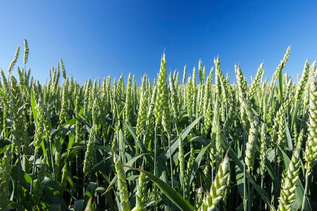 Agricultural field on which grow immature young cereals, wheat.