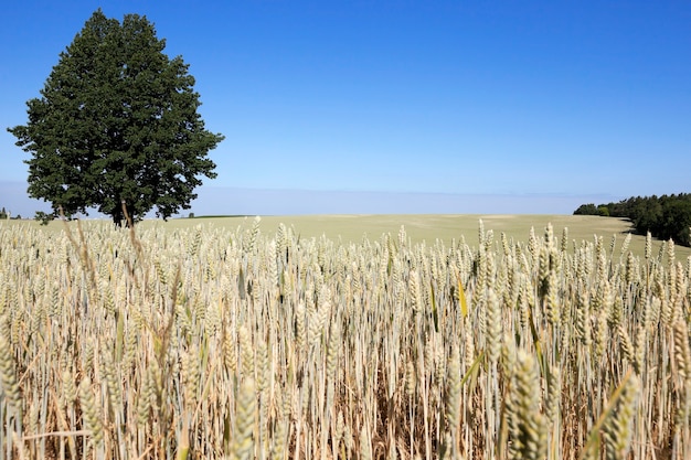 Agricultural field on which grow ripe yellowed cereals