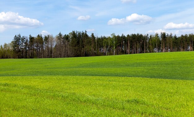 Agricultural field on which grow unripe green grass in spring season