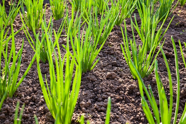 An agricultural field on which grow up green onions