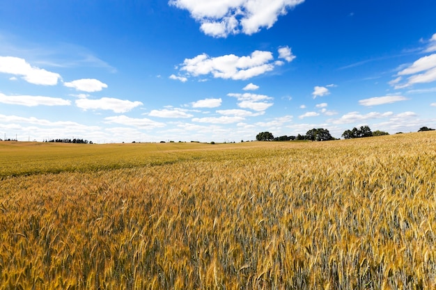 Agricultural field on which grow yellowed ripe wheat on the tree grows