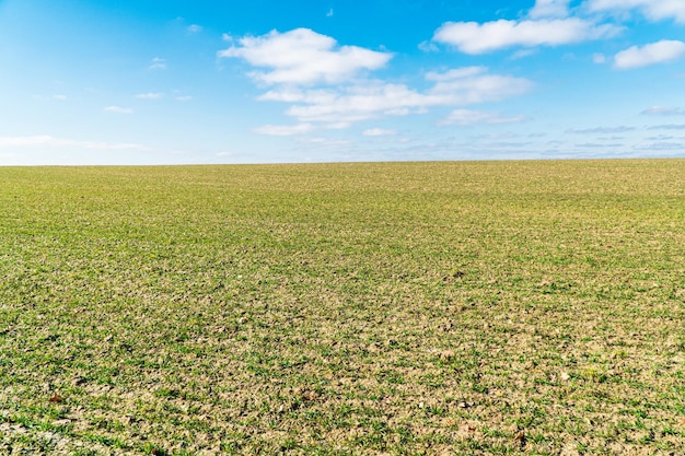 Agricultural field on which grow the young grass Beautiful green fields with young sprouts Agricultural landscape