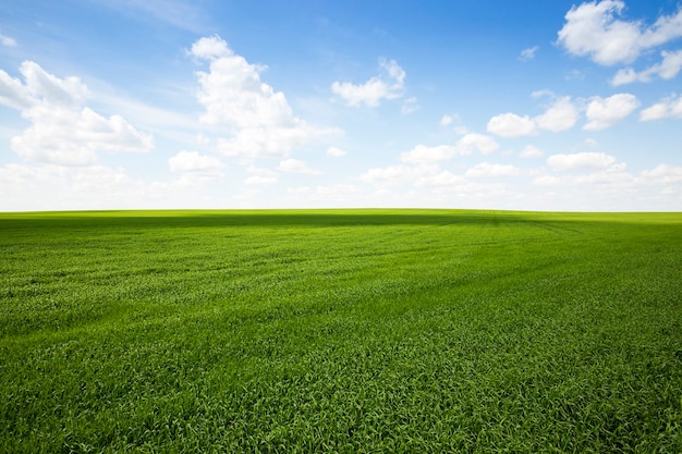 Agricultural field on which grow the young grass.