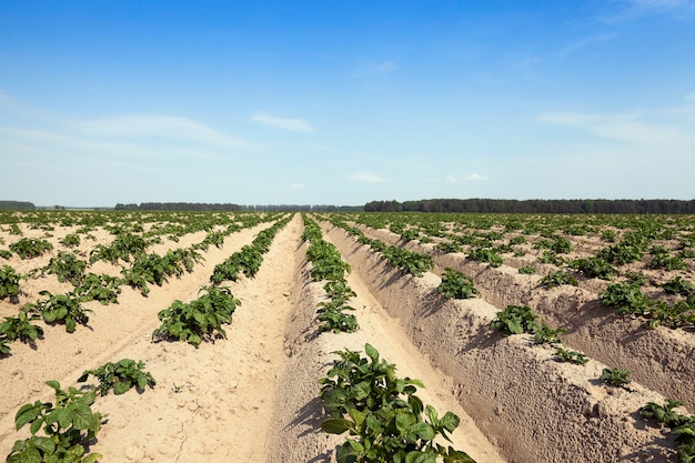 Agricultural field on which grows green potatoes. summer time