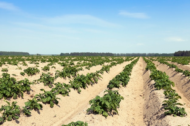 Agricultural field on which grows green potatoes.