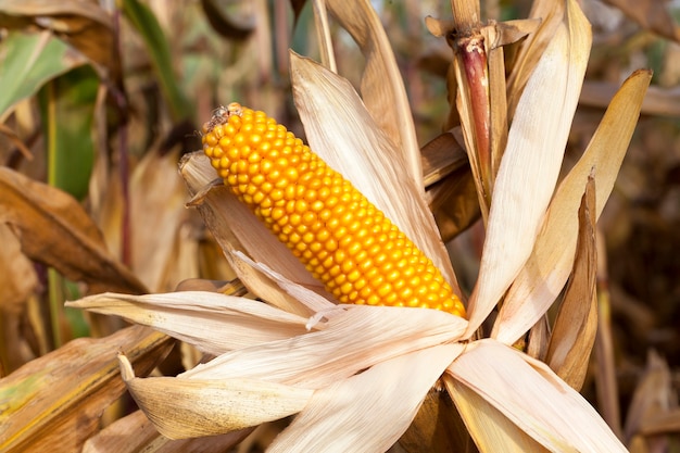 Agricultural field, which grows ripe corn cobs that are ready for harvest. The photo was taken in the autumn season close-up. Small depth of field.