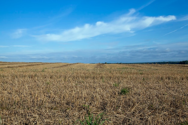 Agricultural field on which stubble wheat remained