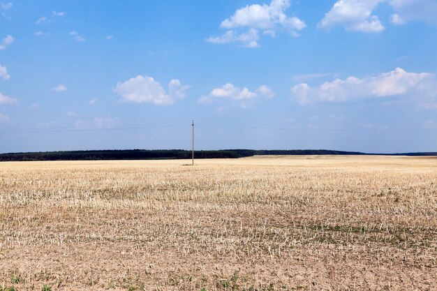 Agricultural field with cereal - agricultural field where a farmer grows cereals. field of wheat