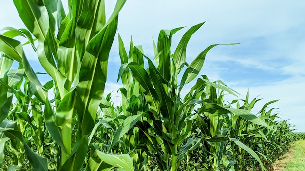 Agricultural field with corn seedlings in sunny day