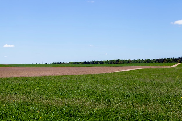 Agricultural field with grass and other plants