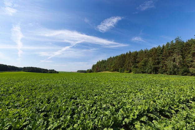 agricultural field with green beet tops, sugar beet cultivation for sugar production