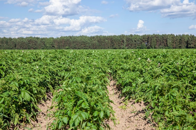 An agricultural field with green tops of cultivated potatoes