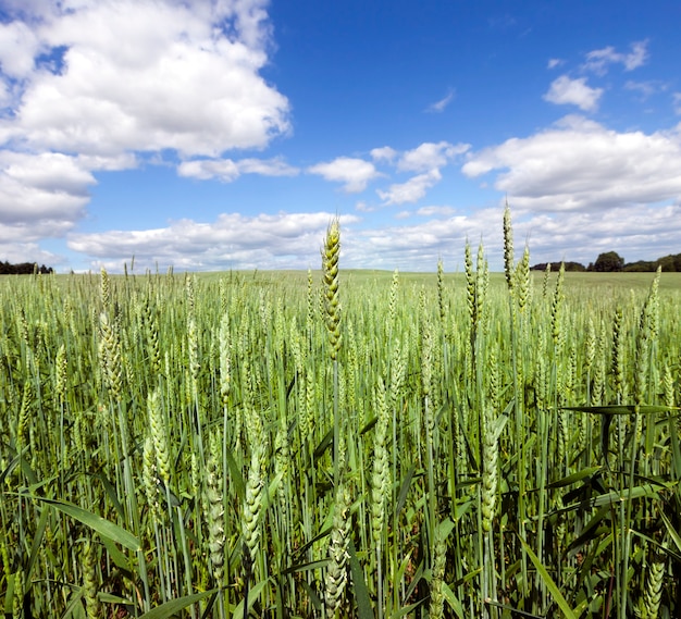 Agricultural field with green unripe wheat spikelets in summer