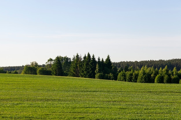 Agricultural field with green vegetation, summer landscape