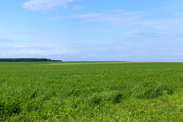 agricultural field with growing plants for harvesting food, farming in rural areas