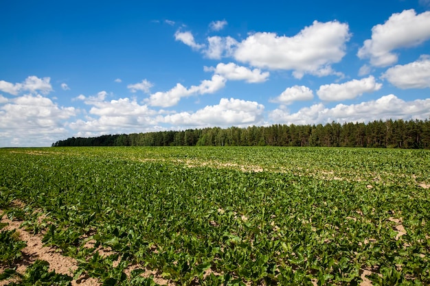 Agricultural field with growing sugar beet for the production of sugar