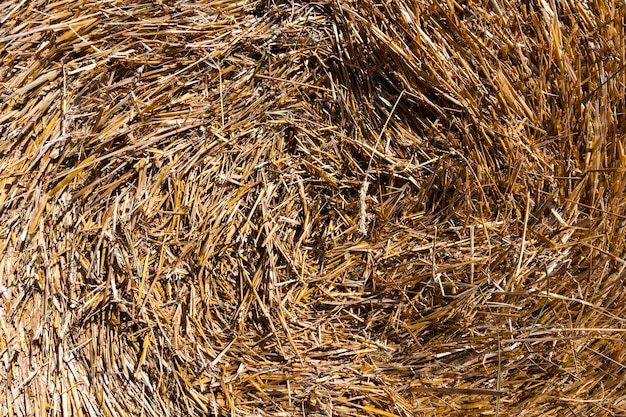 Agricultural field with haystacks after harvesting rye