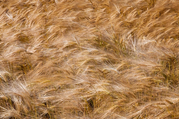 Agricultural field with mature golden yellow cereals