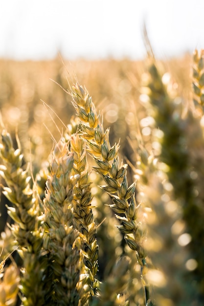 agricultural field with ripened cereals