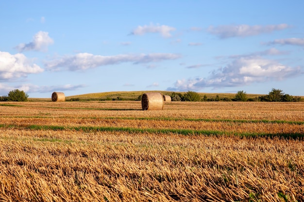 Agricultural field with straw stacks after wheat harvest