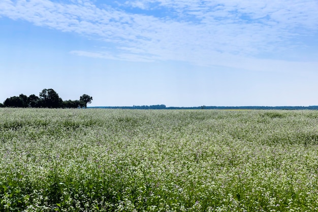 Agricultural field with white flowers for honey