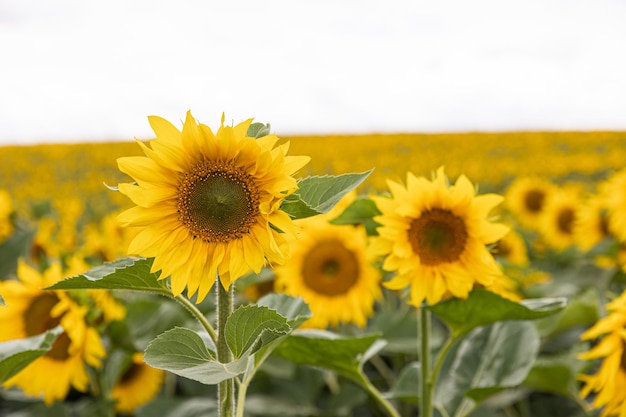 Agricultural field with yellow sunflowers against the sky with clouds Gold sunset