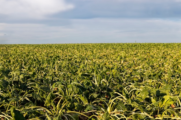 An agricultural field