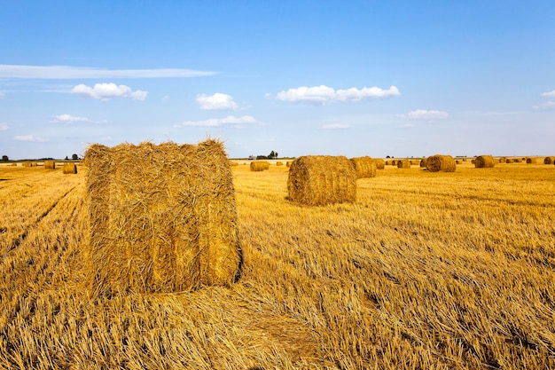 Agricultural field