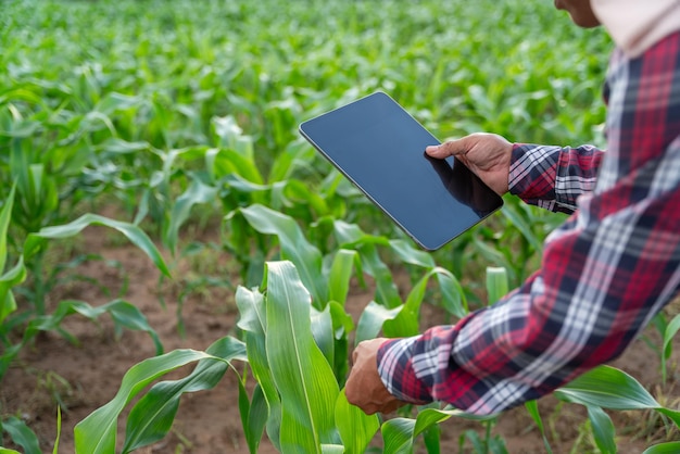 Agricultural Garden of Corn field hand of farmer checking quality by tablet agriculture modern technology Concept Concept of natural farming agriculture