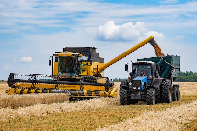 Agricultural harvest farming. Big combine harvesting a gold wheat.