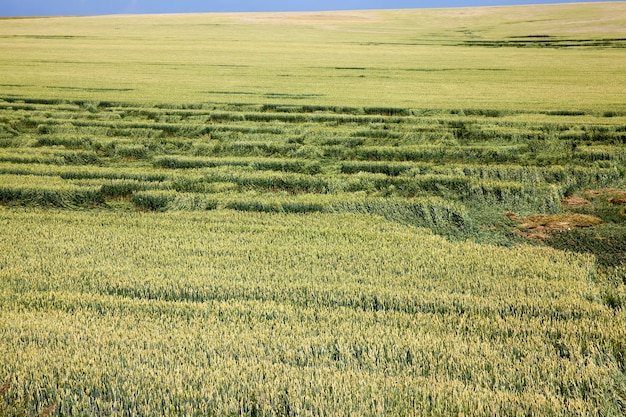 Agricultural industrial field on which the grain harvest grows