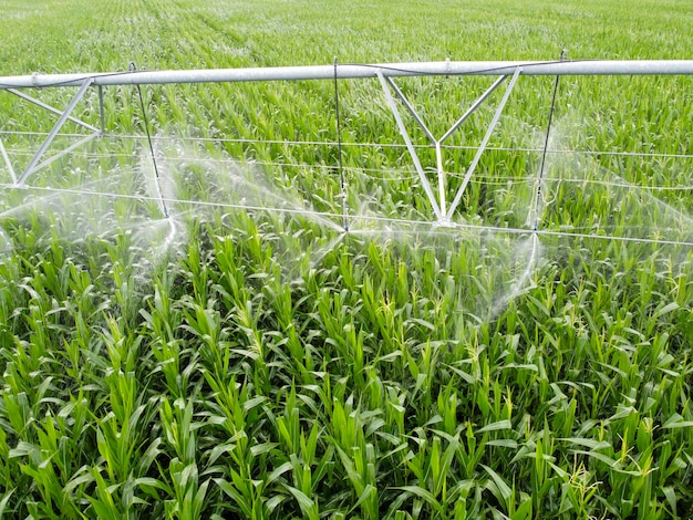 Agricultural irrigation system watering corn field on sunny summer day