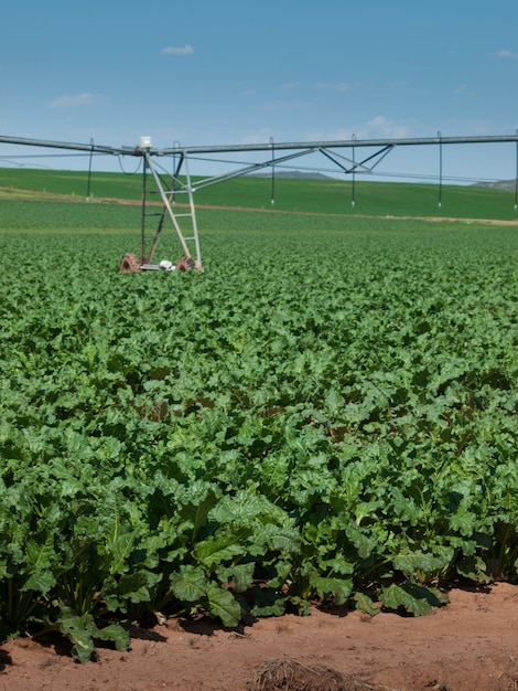 Agricultural land with row crops in Fort Collins, Colorado.