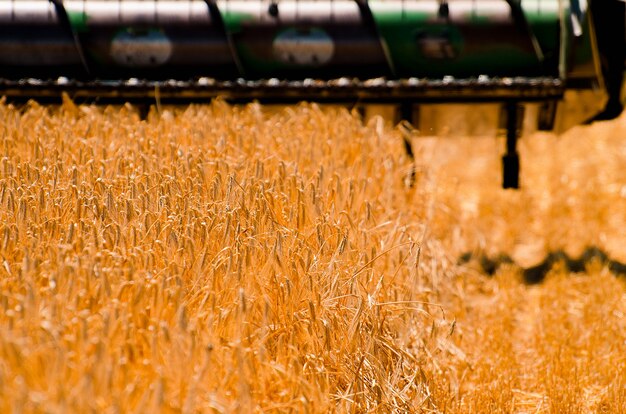 Agricultural machinery collects yellow wheat crop in open field on a sunny bright day