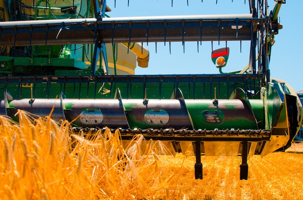 Agricultural machinery collects yellow wheat crop in open field on a sunny bright day