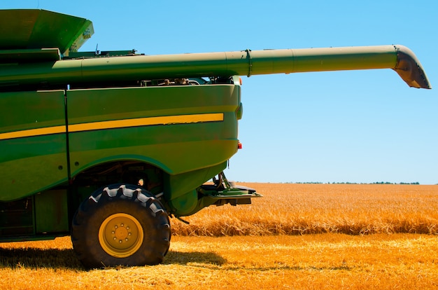 Agricultural machinery collects yellow wheat crop in open field on a sunny bright day