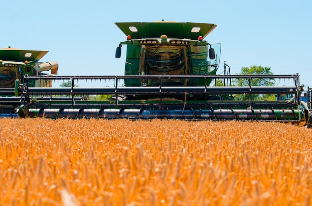 Agricultural machinery collects yellow wheat crop in open field on a sunny bright day