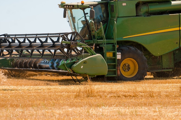 Agricultural machinery collects yellow wheat crop in open field